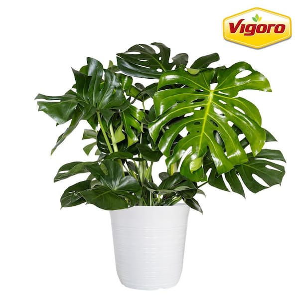 12 in. Vigoro Monstera Deliciosa Swiss Cheese Plant in White Decor Pot