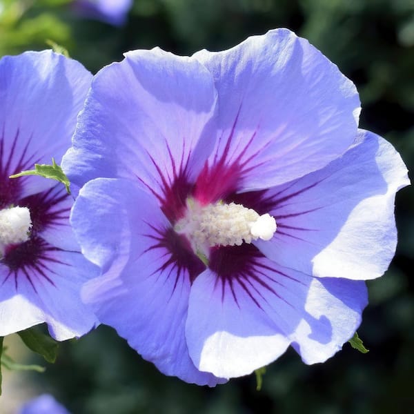 national PLANT NETWORK 3 Gal. Hibiscus Blue Bird Shrub with Blue Flowers