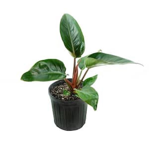 Rojo Congo Philodendron Plant (Philodendron) in 10 in. Grower Container 1-Plant