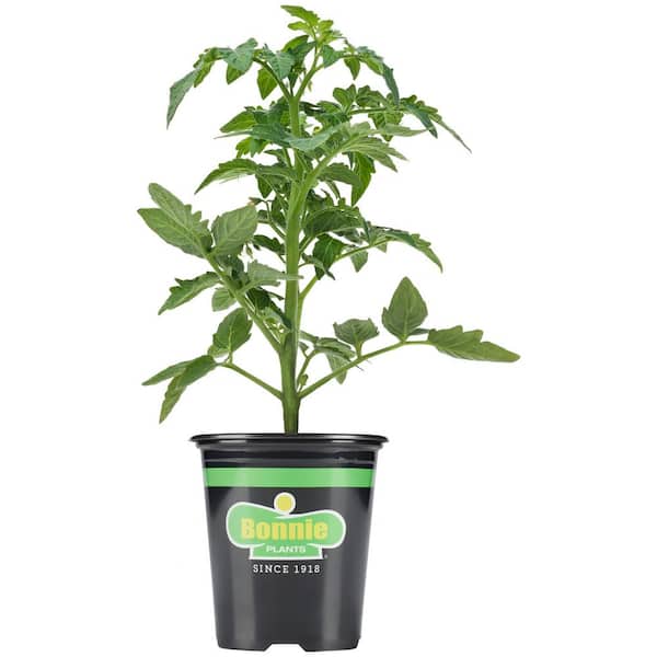 Bonnie Plants 19.3 oz. Big Boy Tomato Plant