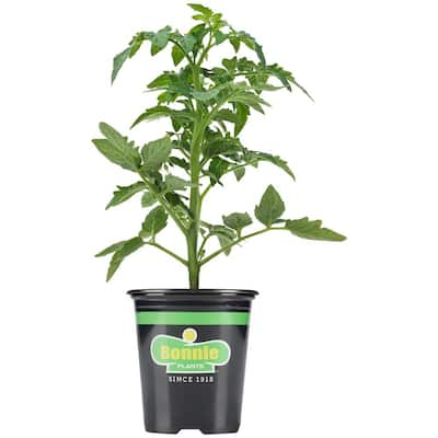 19.3 oz. Sun Sugar Yellow Cherry Tomato Plant