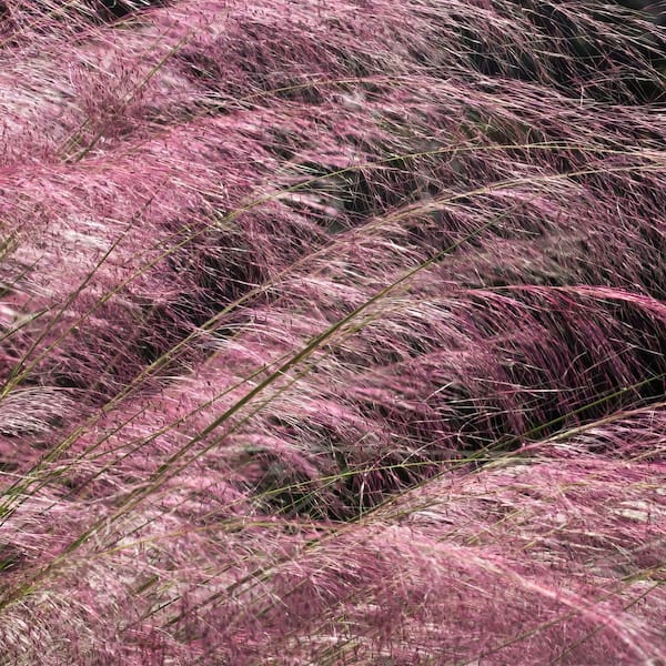 national PLANT NETWORK 4 in. Pink Muhly Grass (12-Pack)