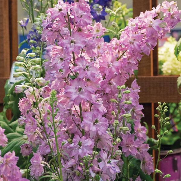 ALTMAN PLANTS #2 5.67 L Delgenius Juliet Delphinium Perennial Plant With Pink Flowers
