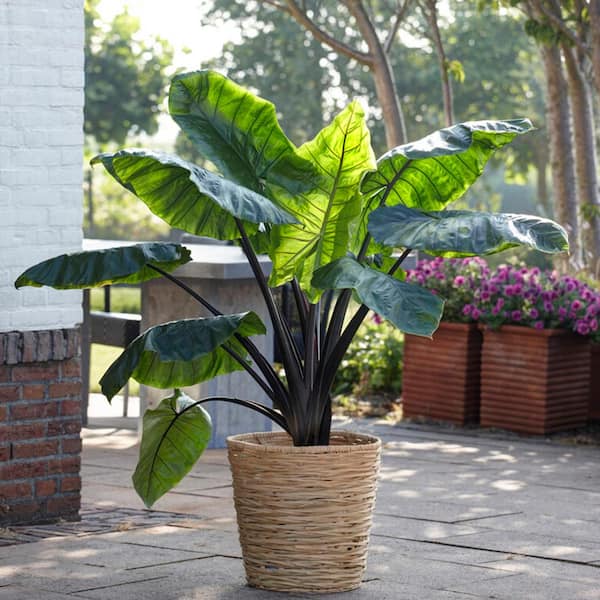 Garden State Bulb 7/9 in. Colocasia Black Stem Elephant Ear Bulbs (Bag of 5)