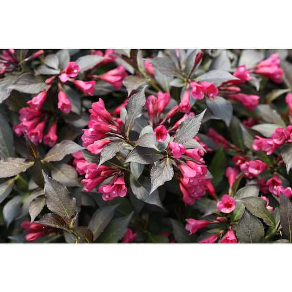 Are weigela poisonous to clearance dogs