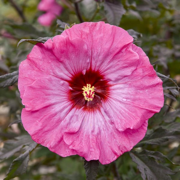 national PLANT NETWORK 1 Bareroot Hardy Hibiscus Inner Glow (1-Piece)