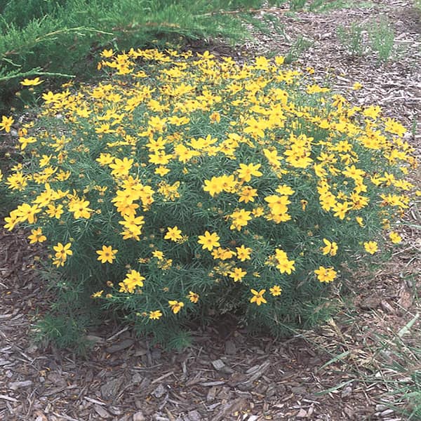 Unbranded #1 Zagreb Yellow Tickseed Plant