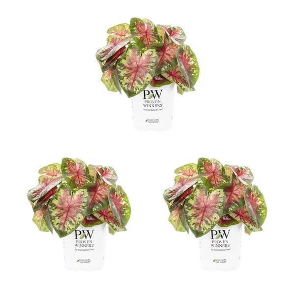 METROLINA GREENHOUSES 2.5 Qt. Caladium Heart to Heart Flatter Me Red and Green Bicolor Annual Plant (3-Pack)