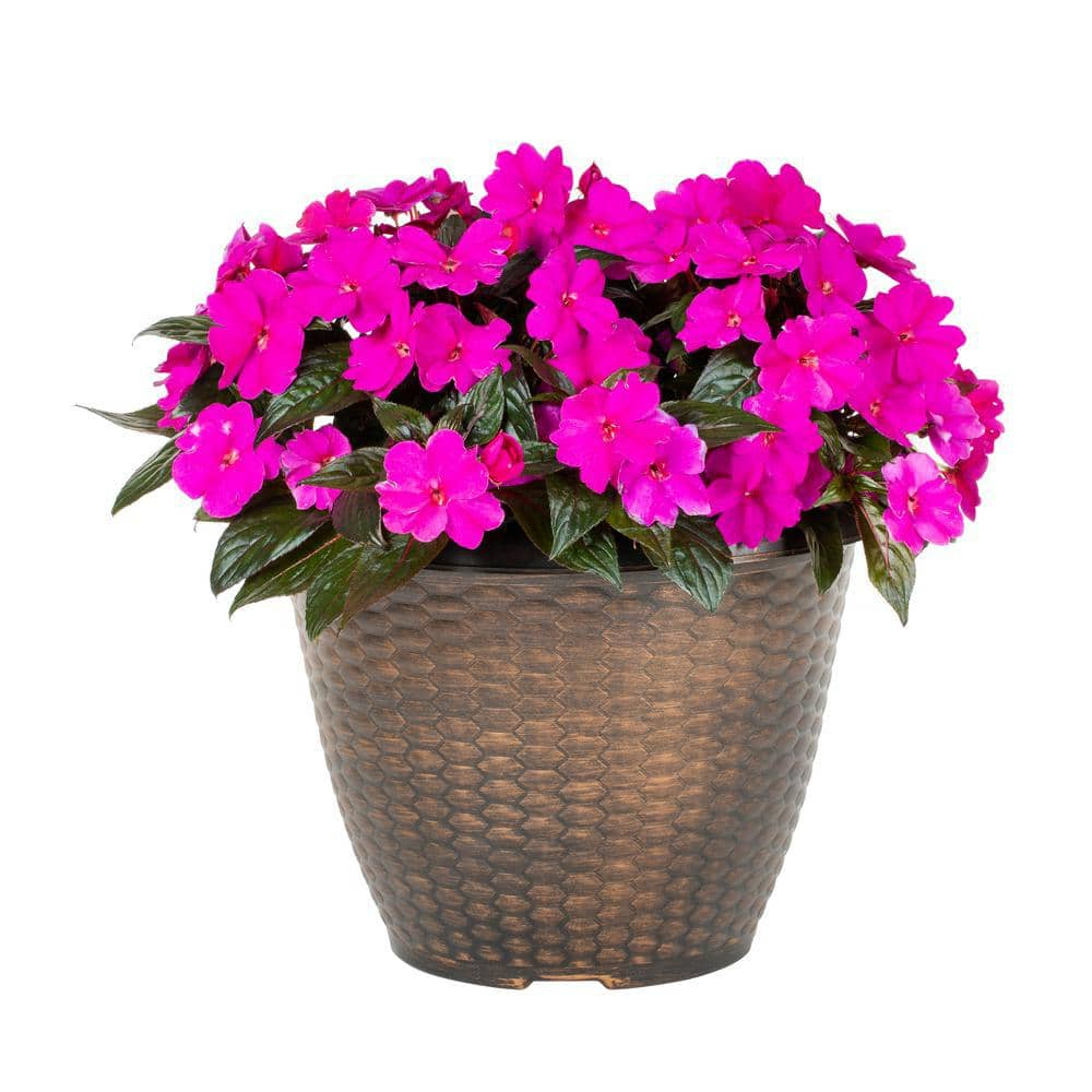 METROLINA GREENHOUSES 3 Gal. New Guinea Impatiens Planter Annual Plant ...