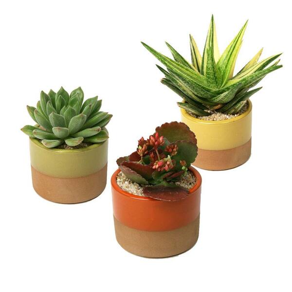 Unbranded 3.5 in. Assorted Succulent Plant in Horizon Deco Pot (3-Pack)