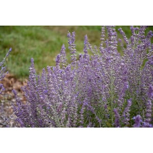 0.65 Gal. Sage Advice Sage (Perovskia) Live Plant, Purple Flowers