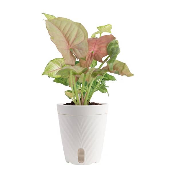 4.8in Exotic Angel Assortment Foliage Plant in Self Watering Deco Pot