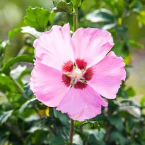 Aphrodite Althea Hibiscus Tree Live Bare Root Plant with Pink Flowering Tree form Shrub (1-Pack)