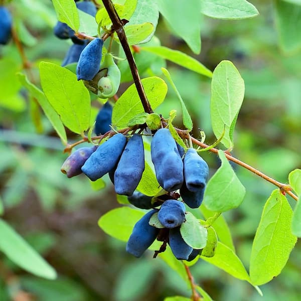 Gurney's 1 Gal. Pot Goji Berry Bush, Deciduous Fruit Bearing Gurney's 1 Gal. Pot Goji Berry Bush, Deciduous Fruit Bearing