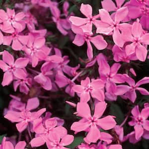 2 QT Phlox Woodland Phlox 'Woodlander Pink' Pink Perennial Plant