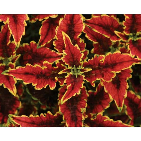 PROVEN WINNERS 4.25 in. Grande, ColorBlaze El Brighto (Coleus) Live Plant Varigated Foliage (4-Pack)