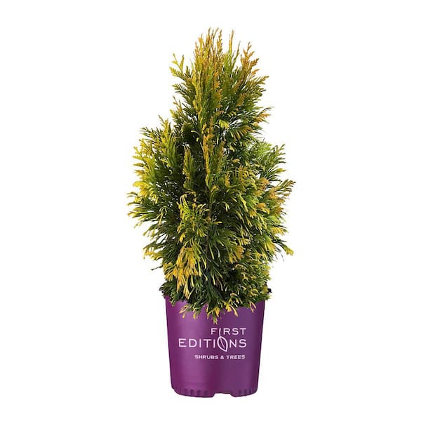 2 Gal. Lemon Burst Arborvitae Evergreen Shrub with Golden Foliage