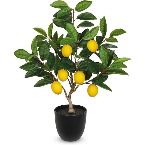 where can i buy a jade plant Buy Crassula Jade plant