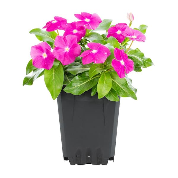 METROLINA GREENHOUSES Vinca Annual Plant (1-Plant)
