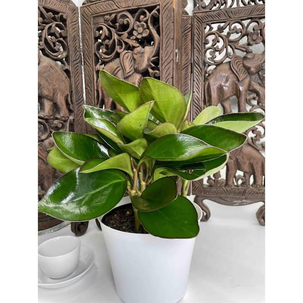 Brasil Philodendron Plant in 4 in. Grower Pot