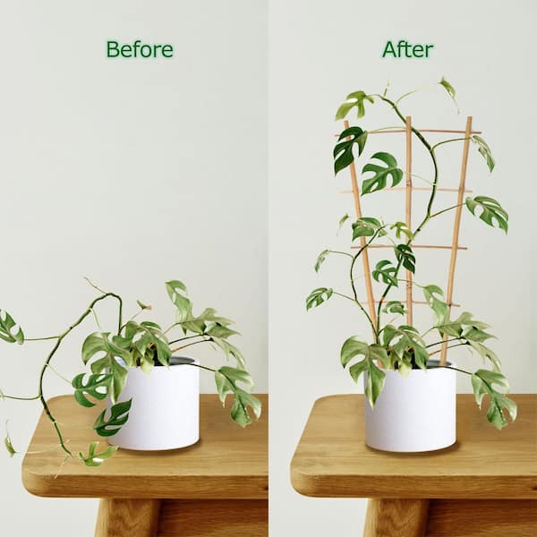 SenQWFa 16in Bamboo Fan-Shaped Trellis Indoor 3 Pack for Potted Climbing Plants Vine Ivy Natural Durable Support
