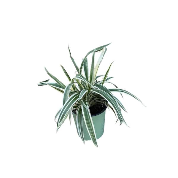 Unbranded 1 Gal. Dianella Flax Lily Plant
