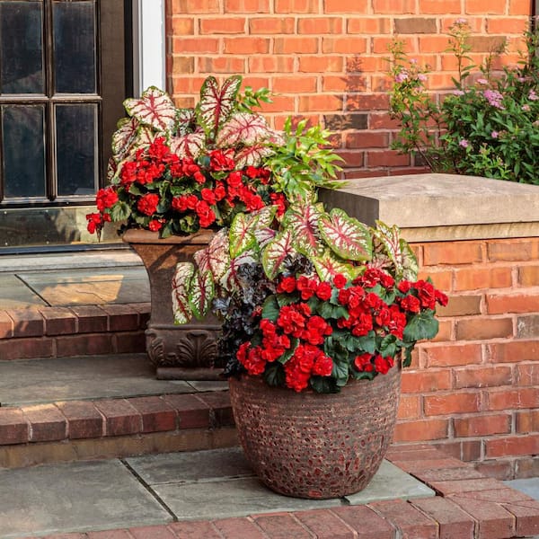 Proven Winners 4.25 in. Eco+ Grande Solenia Scarlet Rieger Begonia