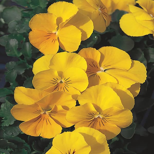 Unbranded 4.5 in. Yellow Pansy Plant
