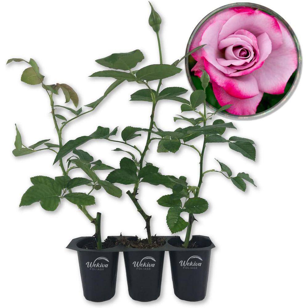 Wekiva Foliage Paradise Rose Bush 3-Live Starter Plants in 2 in