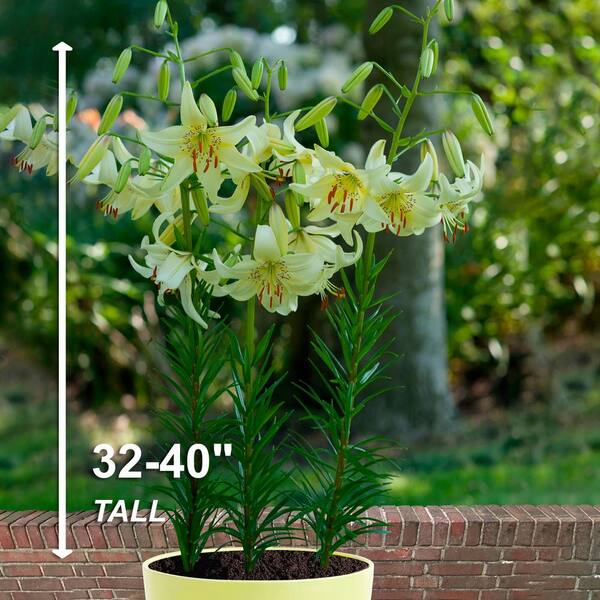 今だけの限定セール Garden State Bulb 14/16 cm, Asiatic Lily Sweet Surrender パック・フェイスマスク