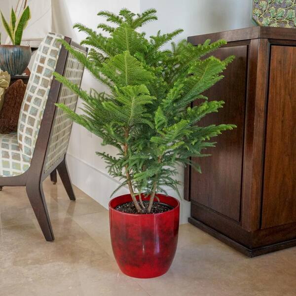 United Nursery Norfolk Island Pine In 9 25 In Grower Pot The Home Depot