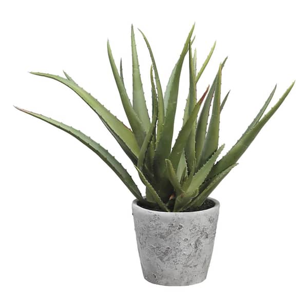 15.5 In. Aloe Plant in Cement Pot