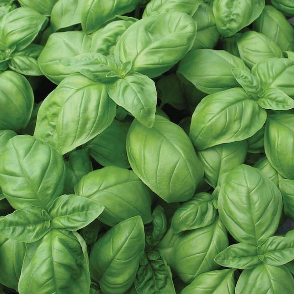 Genovese Sweet Basil Seed Pack
