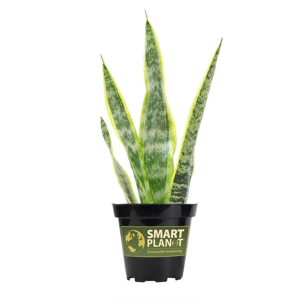 Sansevieria Laurentii Green Indoor Snake Plant in Plastic Planter