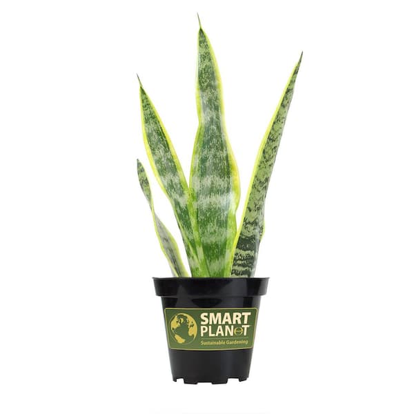 SMART PLANET Striped and Variegated Live Snake Plant (Sansevieria Laurentii) Air Purifying Houseplant in 4.25 in. Grower Pot