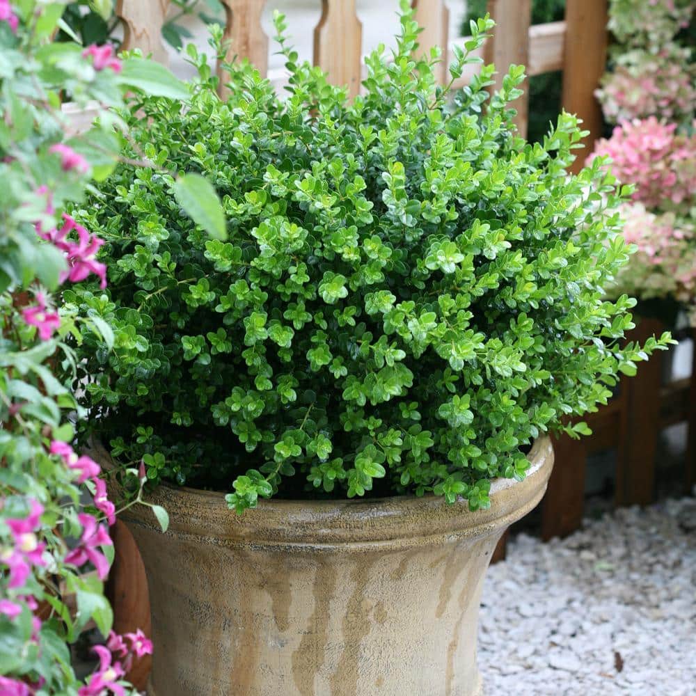 2 Gallon Evergreen Sprinter Boxwood Shrub