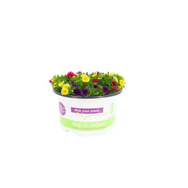 10 in. Drop N Decorate Pot Calibrachoa Mix Plant (1 Plant)