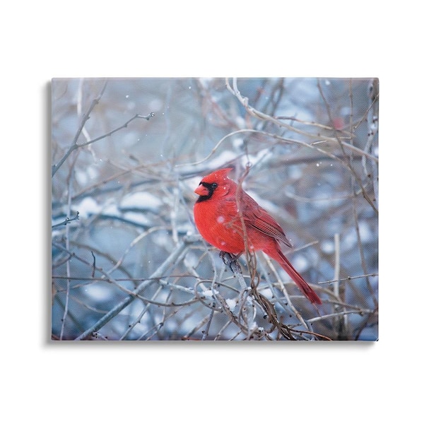 Stupell Industries Cardinal in Winter Branches byKaren Burke 1-Piece Unframed Graphic Print Animal Poster Art Print 48 in. x 36 in.