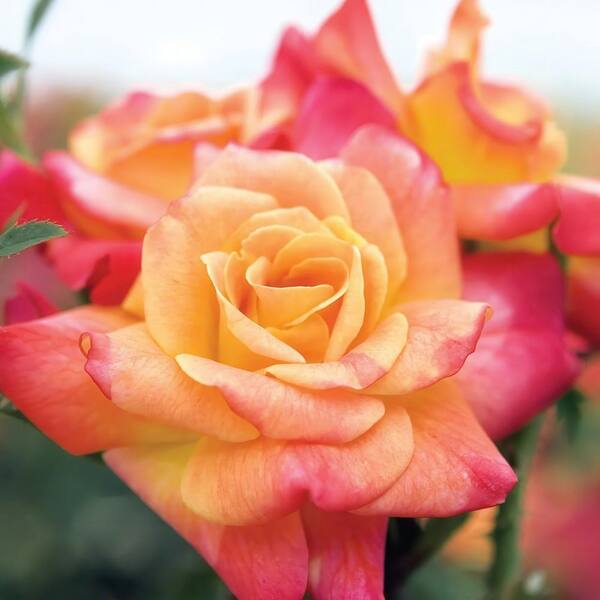 national PLANT NETWORK Bare Root Rose Climbing Joseph's Coat with