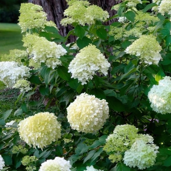 national PLANT NETWORK 2 gal. Hydrangea Limelight Tree Plant