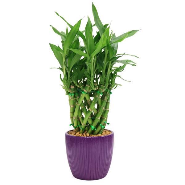 Delray Plants Lucky Bamboo Drum Braid in 4 in. Ribbed Violet Pot