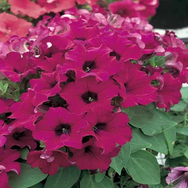 Costa Farms 1.25-Pint Purple Petunia Plant