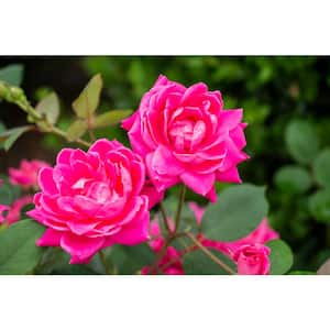 1 Gal. Pink Double Knock Out Rose Bush with Pink Flowers