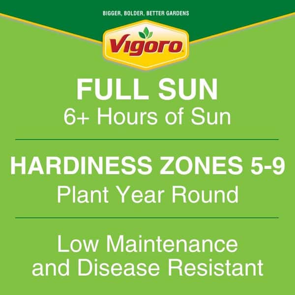 Reviews for Vigoro 2 Gal. Legend of Rossi Rose with Hot Pink