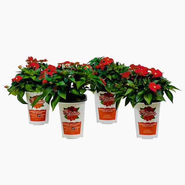 1 Qt. Compact Red SunPatiens Impatiens Outdoor Annual Plant with Red Flowers in 4.7 in. Grower's Pot (4-Plants)
