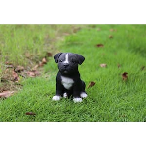 Staffordshire Pitbull Puppy