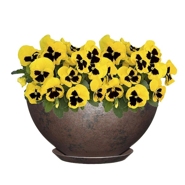10 in. Northern Lights Rosie Bowl Resin Planter