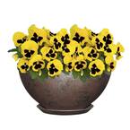 10 in. Northern Lights Rosie Bowl Resin Planter