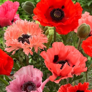 Pink and Red Poppies Collection Roots (10-Pack)