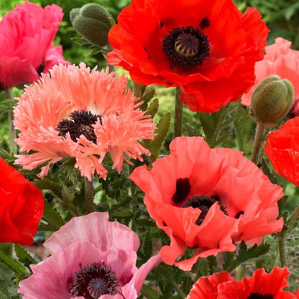 VAN ZYVERDEN Pink and Red Poppies Collection Roots (10-Pack)